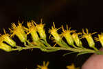 Twistleaf goldenrod